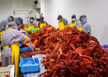 GOBIERNO AJUSTA PERÍODO DE VEDA DE LA CENTOLLA PARA RESGUARDAR SU SOSTENIBILIDAD EN MAGALLANES