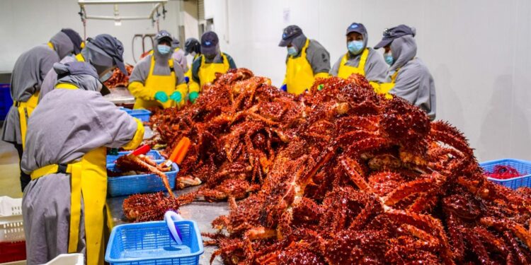 GOBIERNO AJUSTA PERÍODO DE VEDA DE LA CENTOLLA PARA RESGUARDAR SU SOSTENIBILIDAD EN MAGALLANES