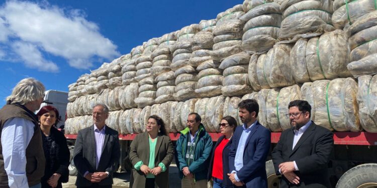 Magallanes proyecta nueva ruta lanera hacia el mercado indio