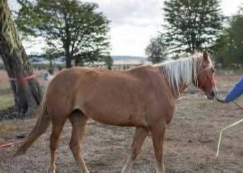 Comunicado para la comunidad del Centro Ecuestre Aires
