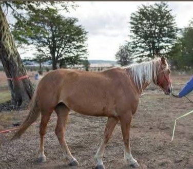 Comunicado para la comunidad del Centro Ecuestre Aires