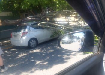 Caída de árbol provoca daños a vehículo en Punta Arenas en jornada marcada por viento