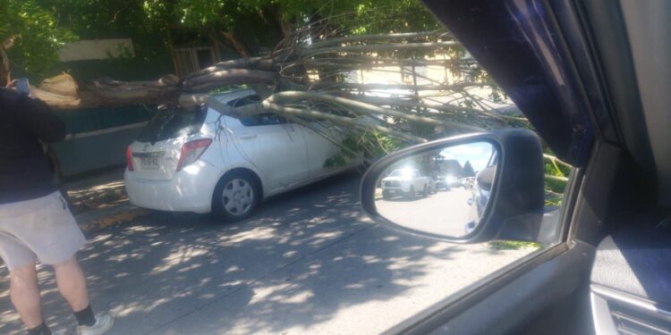 Caída de árbol provoca daños a vehículo en Punta Arenas en jornada marcada por viento