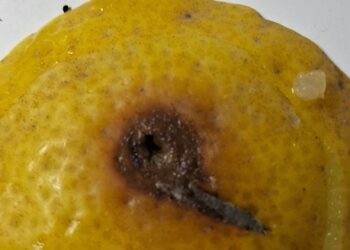 Sag intercepta larvas de mosca de la fruta en control fronterizo Cerro Dorotea