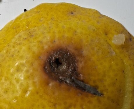 Sag intercepta larvas de mosca de la fruta en control fronterizo Cerro Dorotea