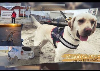 Aduanas despide a Diana, can detector multipropósito, tras años de servicio en Magallanes