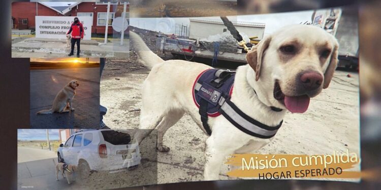 Aduanas despide a Diana, can detector multipropósito, tras años de servicio en Magallanes