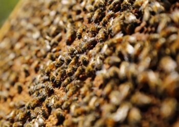 Desde el 26 de enero de 2026 agricultores deberán avisar a apicultores antes de aplicar plaguicidas tóxicos para las abejas
