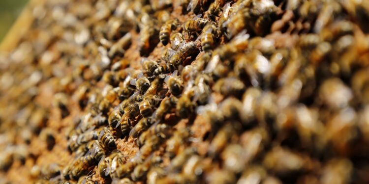 Desde el 26 de enero de 2026 agricultores deberán avisar a apicultores antes de aplicar plaguicidas tóxicos para las abejas