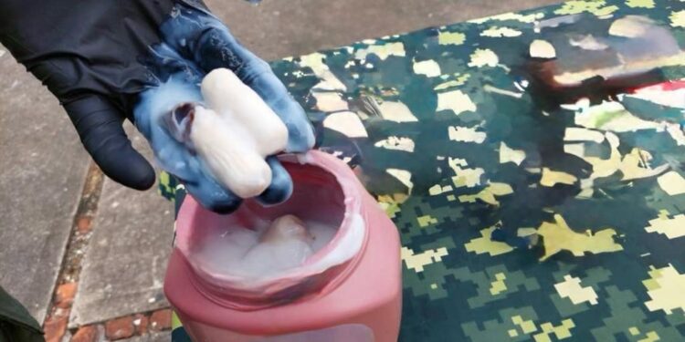 Sujeto colombiano es condenado por tráfico de cocaína hacia Puerto Williams