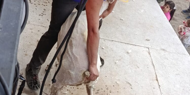 Radio Magallanes Transmitiendo en vivo e informando en terreno tradicional jornada costumbrista en Laguna Blanca