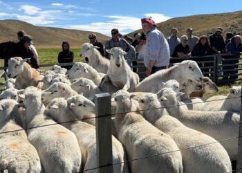 Innovador proyecto ovino en Tierra del Fuego busca triplicar la eficiencia productiva con apoyo de Corfo