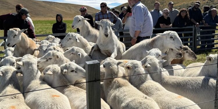 Innovador proyecto ovino en Tierra del Fuego busca triplicar la eficiencia productiva con apoyo de Corfo