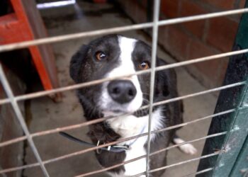 Perritos encuentran un nuevo hogar en emotiva jornada de adopción municipal en Punta Arenas