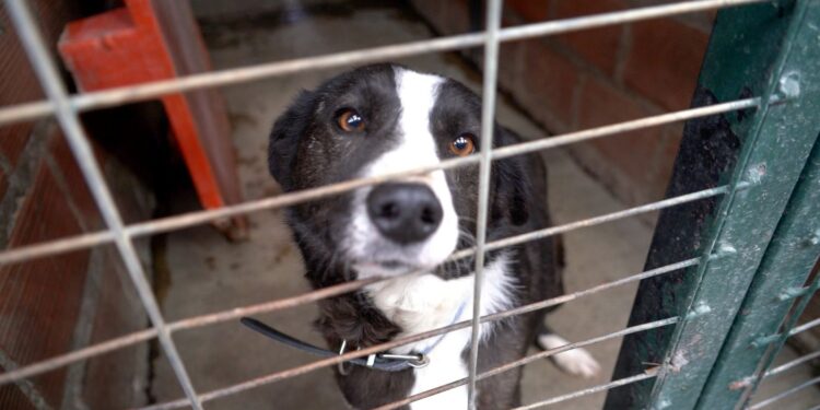 Perritos encuentran un nuevo hogar en emotiva jornada de adopción municipal en Punta Arenas
