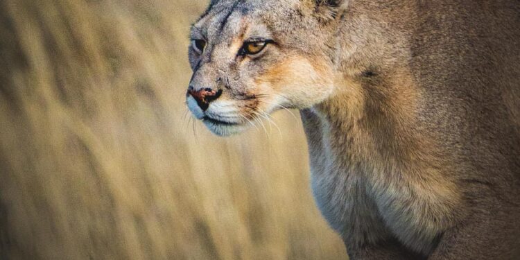 Confirman muerte natural de “Rupestre”, la emblemática puma del Parque Nacional Torres del Paine