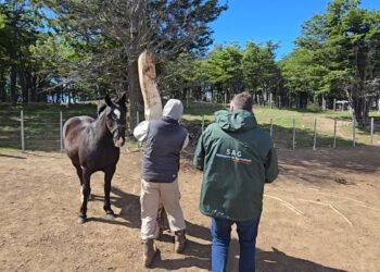 SAG Magallanes refuerza llamado a cumplir normativa sanitaria en eventos ecuestres durante la temporada estival