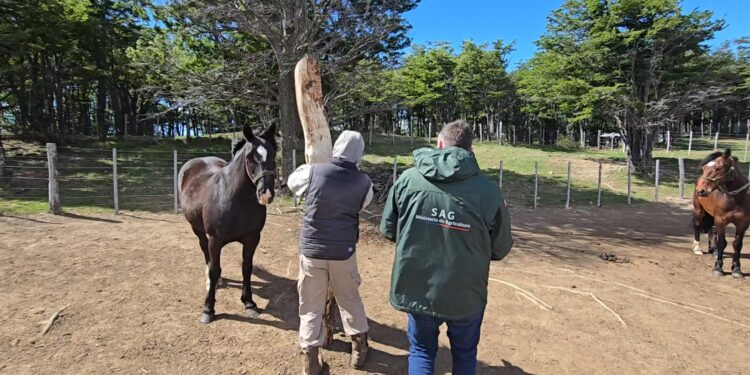 SAG Magallanes refuerza llamado a cumplir normativa sanitaria en eventos ecuestres durante la temporada estival