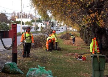 Punta Arenas en Línea suma nuevos servicios para poda, tala de árboles y mantención de áreas verdes