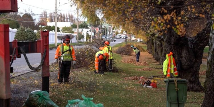 Punta Arenas en Línea suma nuevos servicios para poda, tala de árboles y mantención de áreas verdes