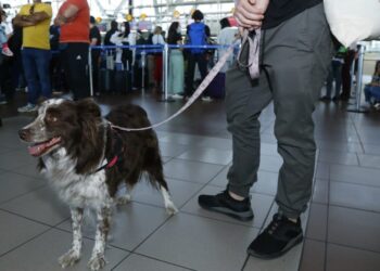 SAG recuerda requisitos sanitarios para viajar al extranjero con mascotas durante el verano