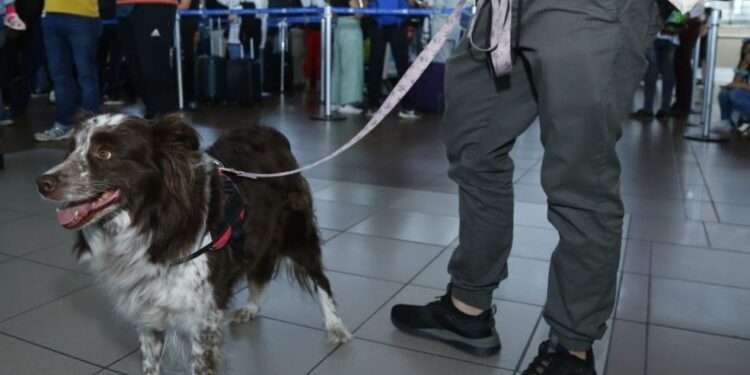 SAG recuerda requisitos sanitarios para viajar al extranjero con mascotas durante el verano