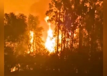 Incendios forestales mantienen en Alerta Roja a Ñuble y Biobío, miles de hectáreas consumidas y amplio despliegue de emergencia