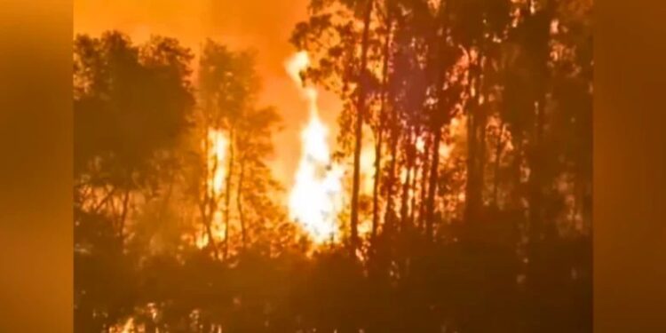 Incendios forestales mantienen en Alerta Roja a Ñuble y Biobío, miles de hectáreas consumidas y amplio despliegue de emergencia