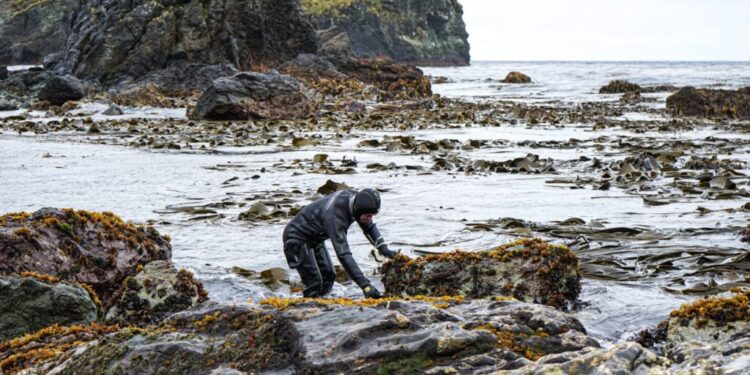 Umag y Univerdad de Brasil en colaboración internacional busca áreas de conservación de la luga roja en costas de Chile