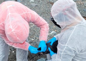 Por tercer año consecutivo Chile confirma detección de influenza aviar en la Antártica