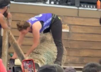 Con masiva asistencia finalizó el primer día del Festival de la Esquila en Laguna Blanca