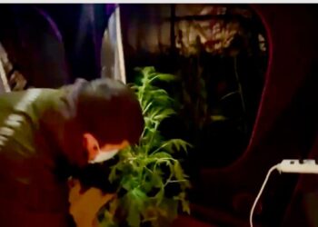 Carabineros desarticula cultivo indoor de cannabis en Punta Arenas: un detenido