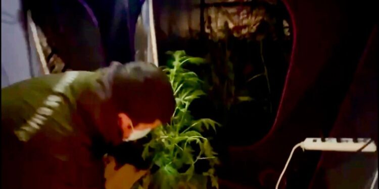 Carabineros desarticula cultivo indoor de cannabis en Punta Arenas: un detenido