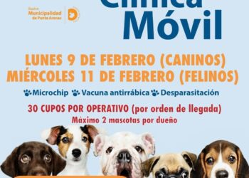 Clínica Móvil llegará con atención gratuita para perros y gatos en Punta Arenas