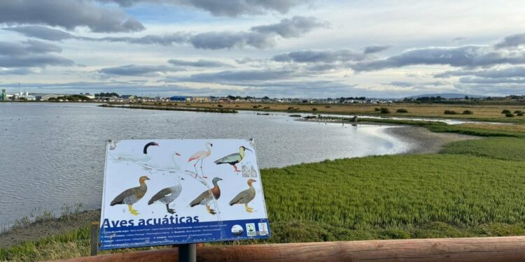 Destacan trabajo colaborativo para proteger el Humedal Tres Puentes durante obras sanitarias en Magallanes