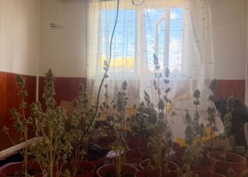 Incendio dejó al descubierto cultivo ilegal con más de 100 plantas de marihuana en Punta Arenas