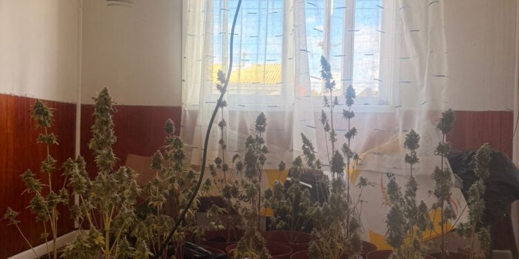 Incendio dejó al descubierto cultivo ilegal con más de 100 plantas de marihuana en Punta Arenas