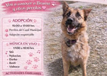 Jornada de adopción “Dale una segunda oportunidad” invita a apoyar la tenencia responsable en Punta Arenas