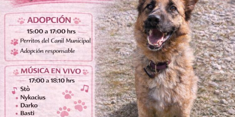 Jornada de adopción “Dale una segunda oportunidad” invita a apoyar la tenencia responsable en Punta Arenas