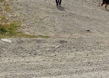 Niño de 6 años permanece en estado grave y madre herida, tras ser atacados por jauría de perros en Punta Arenas