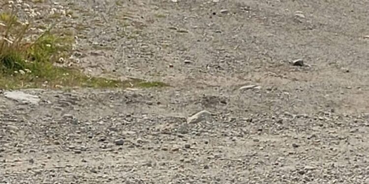 Niño de 6 años permanece en estado grave y madre herida, tras ser atacados por jauría de perros en Punta Arenas