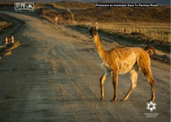 Primavera se suma por primera vez a “Saca tu Permiso Rural” 2026, incorporando a 16 municipalidades de la Patagonia chilena.