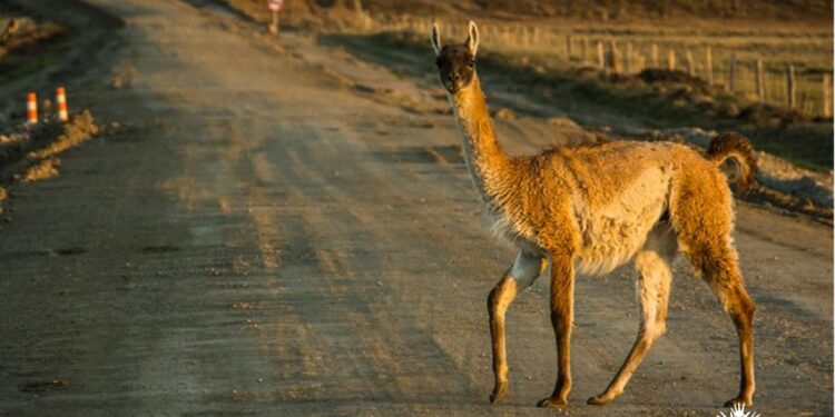 Primavera se suma por primera vez a “Saca tu Permiso Rural” 2026, incorporando a 16 municipalidades de la Patagonia chilena.