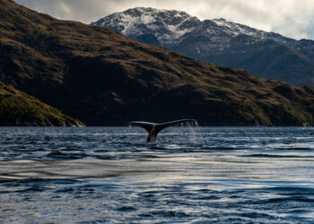 Las amenazas que enfrentan las ballenas en los mares chilenos Colisiones con embarcaciones y enmallamientos.
