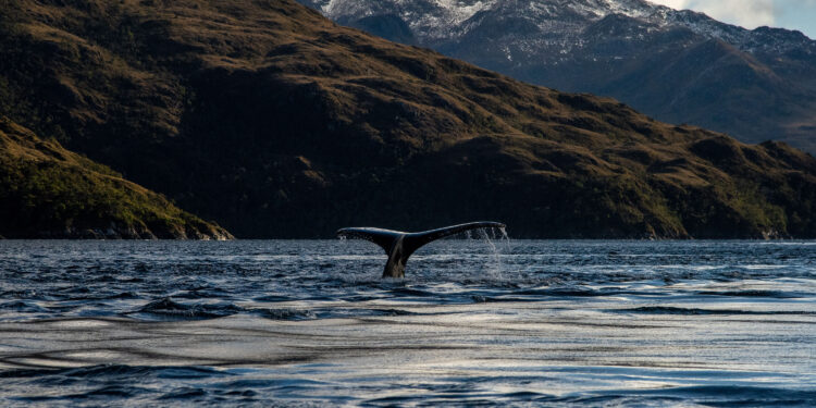 Las amenazas que enfrentan las ballenas en los mares chilenos Colisiones con embarcaciones y enmallamientos.