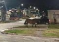 Caballo suelto sorprendió a vecinos durante la noche en sector residencial de Punta Arenas