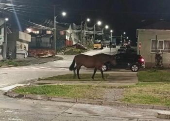 Caballo suelto sorprendió a vecinos durante la noche en sector residencial de Punta Arenas