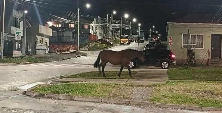 Caballo suelto sorprendió a vecinos durante la noche en sector residencial de Punta Arenas