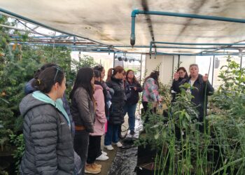 Funcionarias del INACH visitan vivero de CONAF en Punta Arenas y conocen avances del Bosque Antártico del futuro CAI