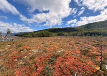 Turberas, las bóvedas de la naturaleza que contribuyen a mitigar el cambio climático.